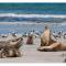 Discovery Parks - Kangaroo Island