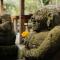 Moringa Ubud Villa - 乌布