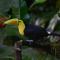 Veragua Rainforest