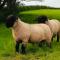 The Snuggly Sheep Farm Stay Shepherd Hut