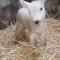 The Snuggly Sheep Farm Stay Shepherd Hut