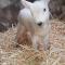 The Snuggly Sheep Farm Stay Shepherd Hut - Ballyshannon