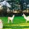 The Snuggly Sheep Farm Stay Shepherd Hut - Ballyshannon