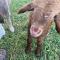 Sandalwood Downs Fabulous Farm Stay TOODYAY
