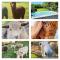 Sandalwood Downs Fabulous Farm Stay TOODYAY