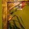 The Arabian Nights B&B