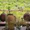 Battle Creek Safaris