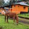 Paradise Cottage Vattavada, Munnar - Vattavada