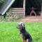 Hundeurlaub im Tiny House im Wald