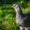 TUUS in Dishoek