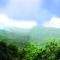 Green Trees Munnar