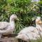 Duck Terrace with Gym Duckling Stays