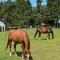 Wildwood Lodge Ferienwohnung mit Wellness