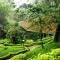 The Tall Trees - Munnar
