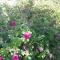 Guest House Goa Mostar