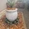 The Aloe