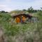 Mayo Glamping