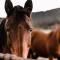 Stirling Homestead Farmstay Cottages Mansfield