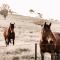 Stirling Homestead Farmstay Cottages Mansfield