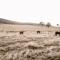 Stirling Homestead Farmstay Cottages Mansfield