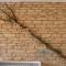 Pass the Keys Hare Cottage wonderful views and parking - Moreton-in-Marsh
