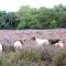 Molecaten Park Landgoed Ginkelduin