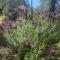 The Lavender Patch