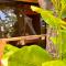 Amami Beachfront Villa with Private Beach