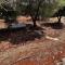 Traditional trullo with private pool near Ostuni