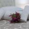 Francy Guest House