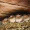 Bird Songs Getaway Accommodation