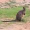 Bird Songs Getaway Accommodation - Cabbage Tree Creek