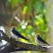 Bushbaby Rest