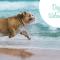 CD12, Marsh Rose Cottage- Oceanside, Dogs Welcome, Easy walk to the Beach