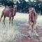 Sandalwood Downs Fabulous Farm Stay TOODYAY