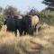 Hartbees Boskamp - Dinokeng Game Reserve