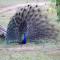 Peacock Riverside Eco Lodge - Udawalawe