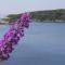 "Azzurra Apartments