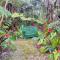 Anthurium Cottage