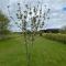 Breathnach Cottage Annex Knockleagha Ballina F26 D7E2