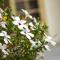 Best Western Posada Royale Hotel & Suites