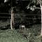 Wild Window - Forest View Homestay