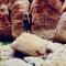 Adventure camping - Organized Trekking from Dana to Petra - دانا