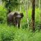 Aiswarya - The Jungle Home - Ваянад