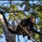 Alouatta Guesthouse en Las Catalinas - Beachfront GUESTHOUSE for 6 people