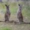 Base Camp Tasmania - New Norfolk