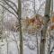 Snowy Spruce Sanctuary