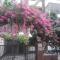 Taz Garden House