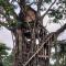 Glowing Mountain view tree house