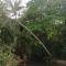 Black Bamboo